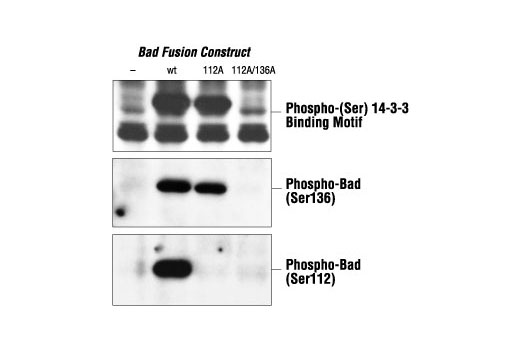 Phospho-(Ser) 14-3-3 Binding Motif Antibody