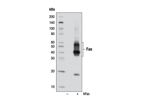 Fas (4C3) Mouse mAb
