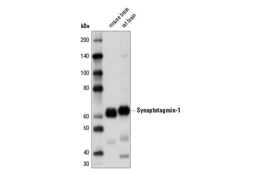 Synaptotagmin-1 (D33B7) Rabbit mAb
