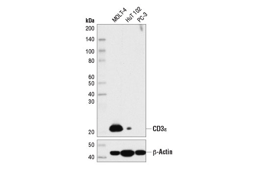 CD3ε (D7A6E) XP Rabbit mAb