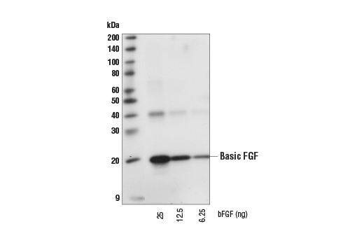 Basic FGF (19A9) Rabbit mAb