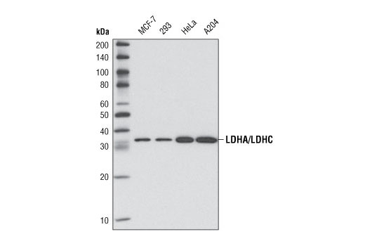 LDHA/LDHC (C28H7) Rabbit mAb
