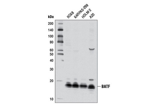 BATF (D7C5) Rabbit mAb