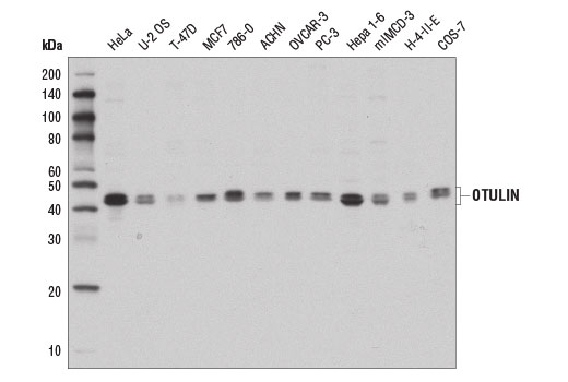 OTULIN Antibody