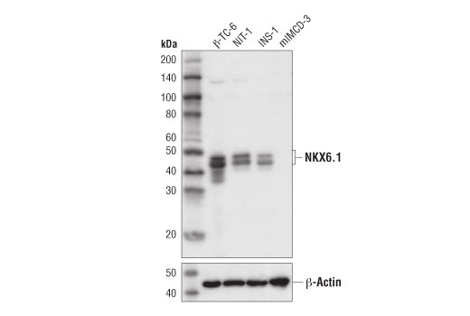 NKX6.1 (D8O4R) Rabbit mAb