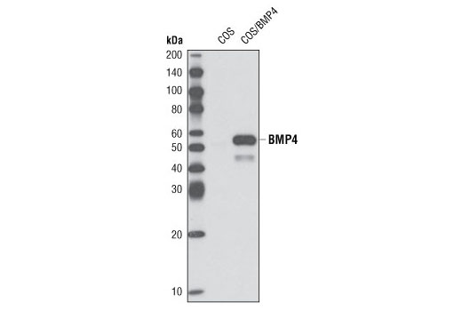 BMP4 (6B7) Mouse mAb