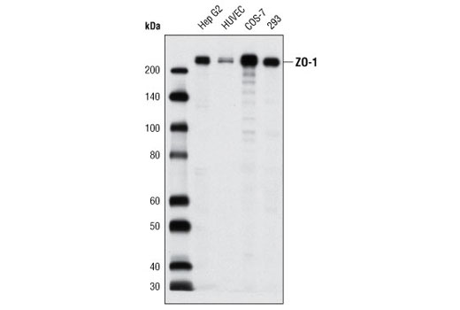 ZO-1 Antibody