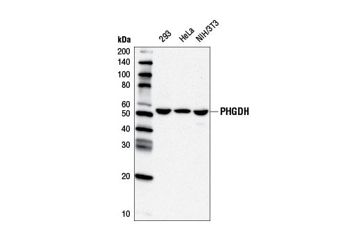 PHGDH Antibody