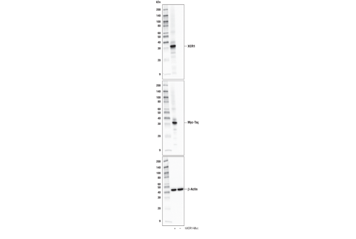 XCR1 (D2F8T) Rabbit mAb