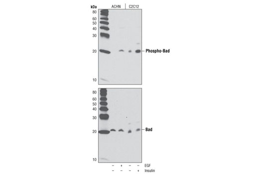 Phospho-Bad (Ser136) (D25H8) Rabbit mAb