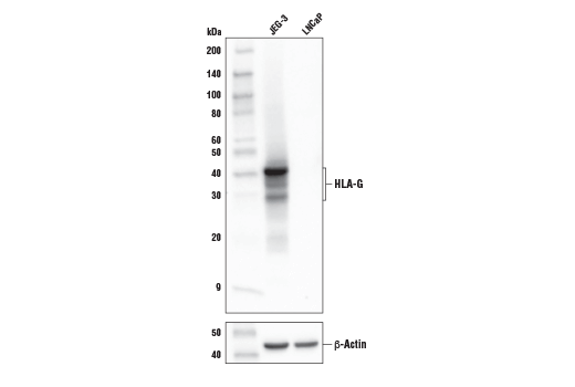 HLA-G (E8N9C) XPRabbit mAb