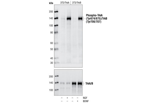 Phospho-TrkA (Tyr674/675)/TrkB (Tyr706/707) (C50F3) Rabbit mAb