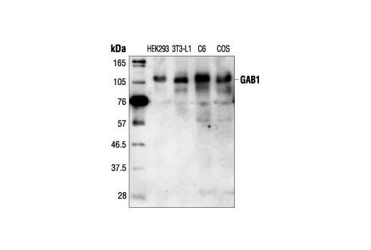 Gab1 Antibody