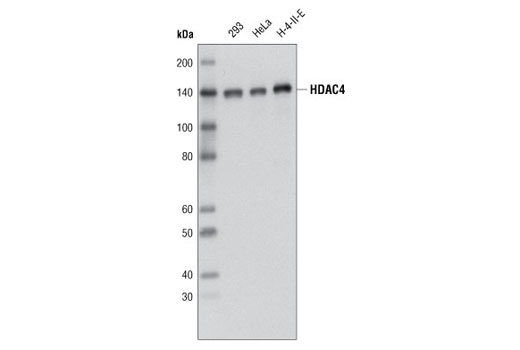 HDAC4 (D15C3) Rabbit mAb