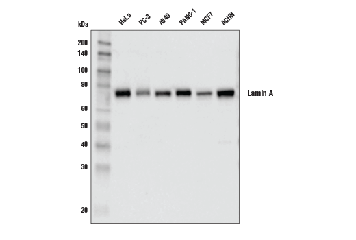 Lamin A (133A2) Mouse mAb