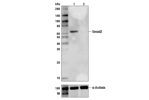 Smad2 (86F7) Rabbit mAb