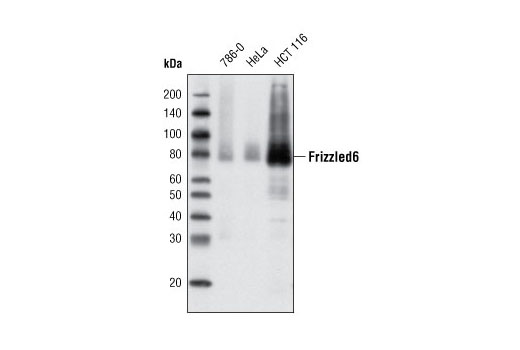 Frizzled6 (D16E5) Rabbit mAb