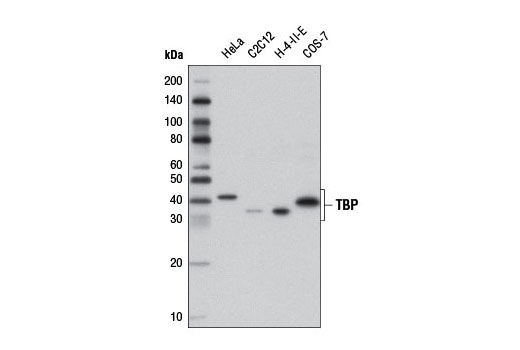 TBP Antibody