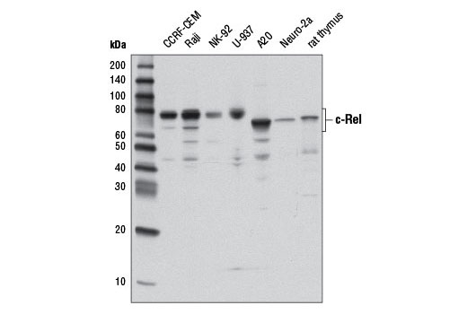 c-Rel (D4Y6M) Rabbit mAb