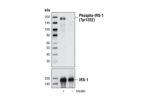 Phospho-IRS-1 (Tyr1222) Antibody