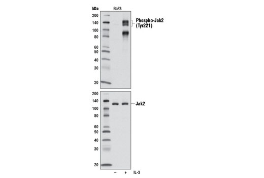 Phospho-Jak2 (Tyr221) Antibody