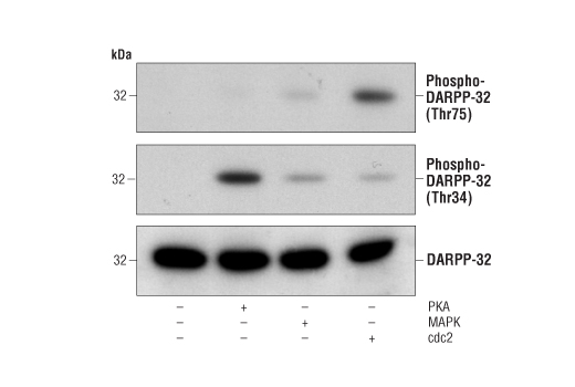 DARPP-32 Antibody