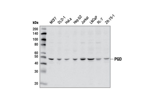 PGD Antibody