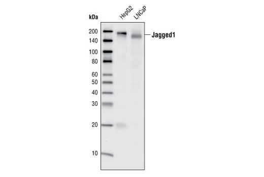 Jagged1 (28H8) Rabbit mAb