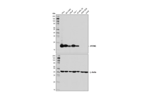 IFITM3 (D8E8G) XP Rabbit mAb