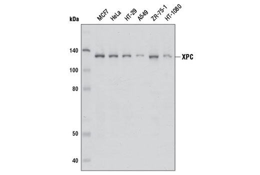 XPC Antibody