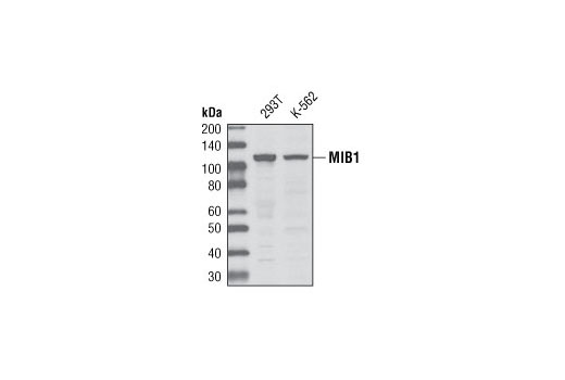 MIB1 Antibody