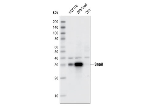 Snail (SN9H2) Rat mAb