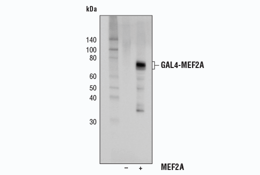 MEF2A Antibody