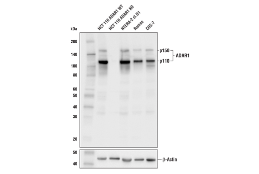 ADAR1 (E6X9R) XP Rabbit mAb