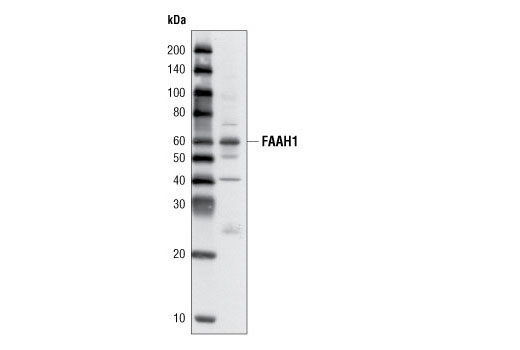 FAAH1 (L14B8) Mouse mAb