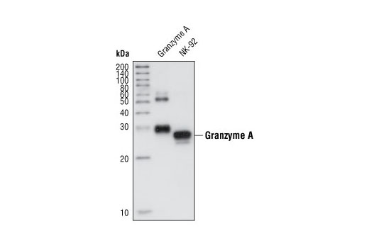 Granzyme A Antibody