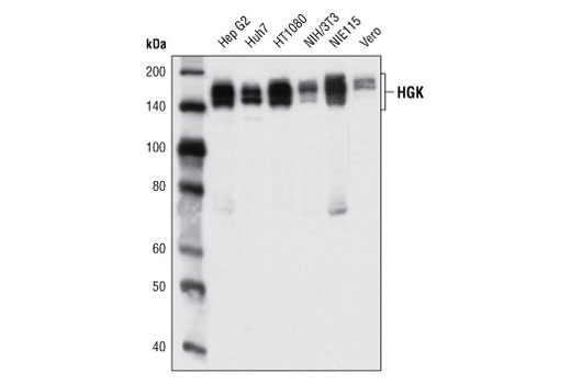 HGK (D19H10) Rabbit mAb