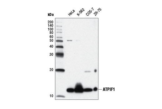 ATPIF1 (D6P1Q) XP Rabbit mAb