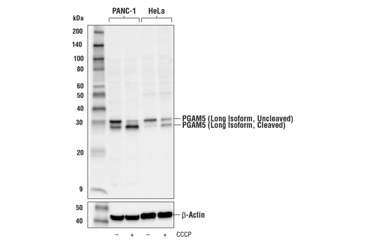 PGAM5 (Long Isoform) Antibody