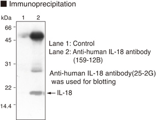 Anti-IL-18 (Human) mAb
