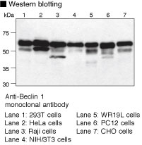 Anti-Beclin 1 pAb