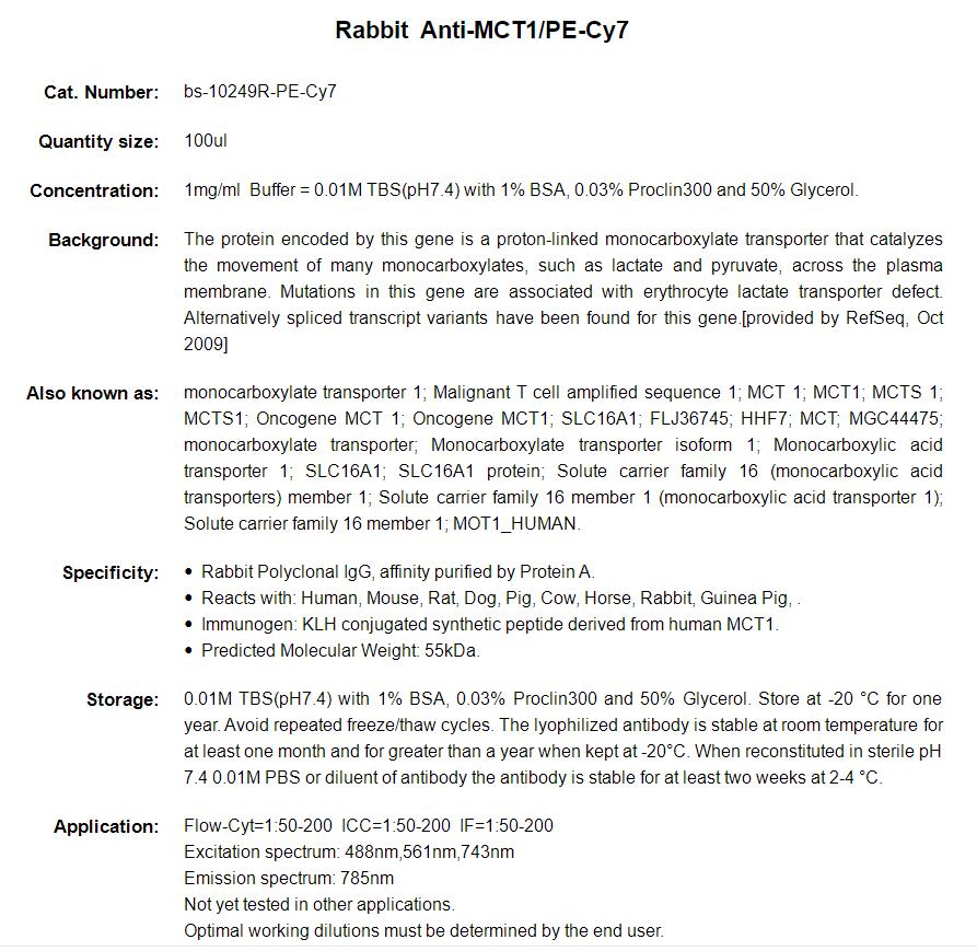 Rabbit Anti-MCT1/PE-Cy7 Conjugated antibody