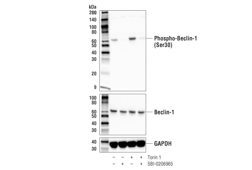 Phospho-Beclin-1 (Ser30) (E1C4X) Rabbit mAb