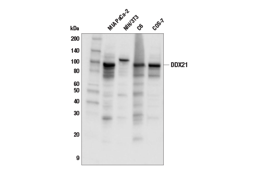 DDX21 Antibody