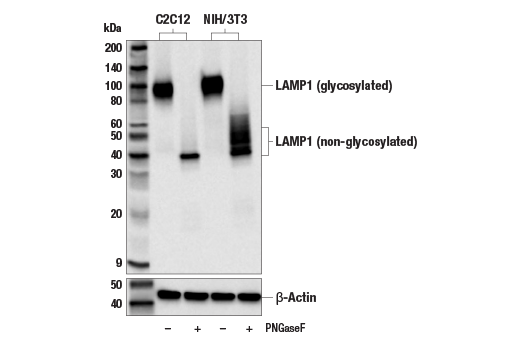 LAMP1 (E5N9Z) Rabbit Monoclonal Antibody