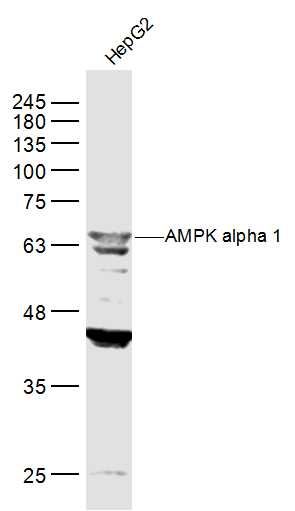 腺苷单磷酸活化蛋白激酶a1抗体