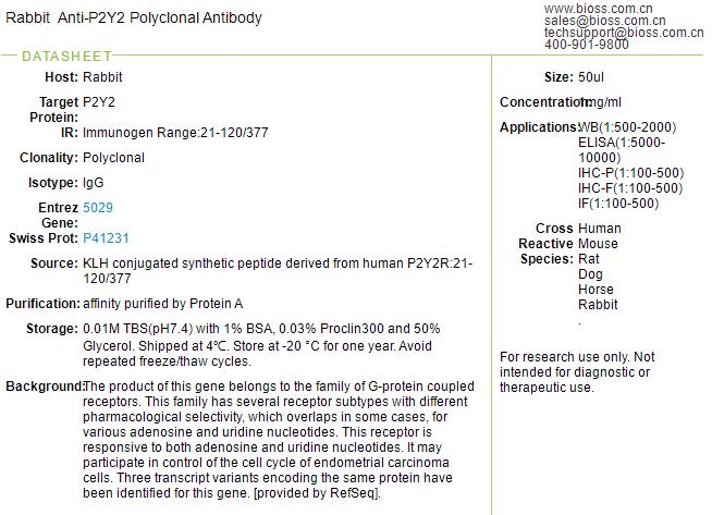 嘌呤ATP受体抗体