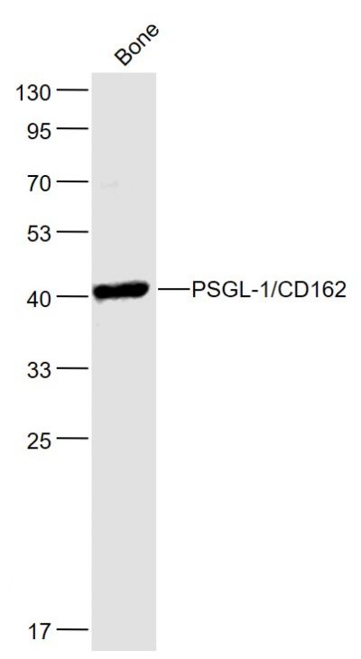 P选择素糖蛋白配体1抗体