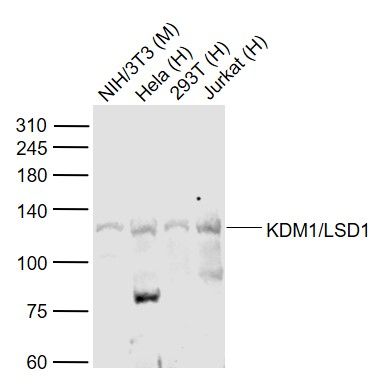 组蛋白赖氨酸特异性脱甲基酶1抗体