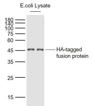 HA tag标签单克隆抗体